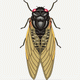 MG: cicada; cicala