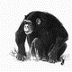 MG: chimp; chimpanzee