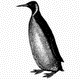 MG: penguin