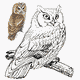 MG: owl; hooter; bird of Minerva; bird of night