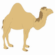 MG: camel; dromedary