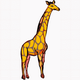 MG: giraffe; camelopard