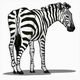 MG: zebra