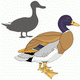 MG: duck