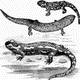 MG: salamander; newt; triton