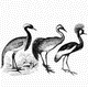 MG: wading bird; wader; cranelike bird