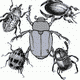 MG: escaravelho; besouro