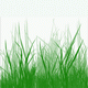 MG: grass
