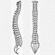 MG: spine; backbone; spinal column; vertebral column; rachis; back
