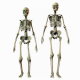 MG: skeleton; skeletal system; frame