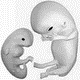 MG: fetus; foetus; embryo