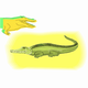 MG: crocodile; alligator; caiman; gator; cayman