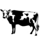 MG: корова; бык; скот