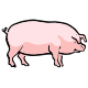 MG: pig; swine; hog; grunter; squealer; Sus scrofa