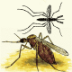 MG: mosquito