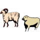 MG: sheep