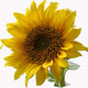 MG: sunflower; helianthus