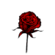 MG: rose; rosebush