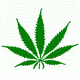 MG: hemp; marijuana; pot; grass; green goddess; dope; weed; gage; sess; sens; smoke; skunk; locoweed; Mary Jane
