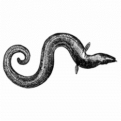 main glyph